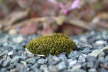 IMG_3568 Kopie